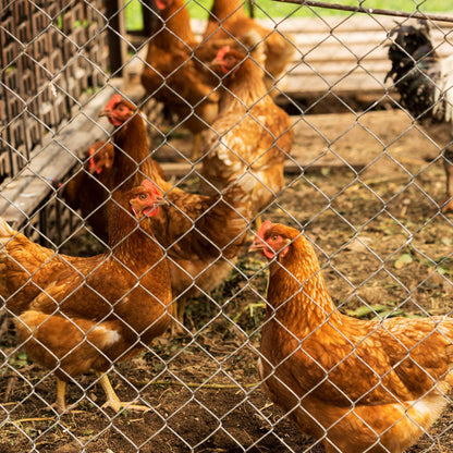 Farm Fence Heavy Zinc Coating Cattle Fence,Field Wire Fencing Deer Fence,Goat Fence,Hog Wire Fencing For Yard Livestock & Animals Protection