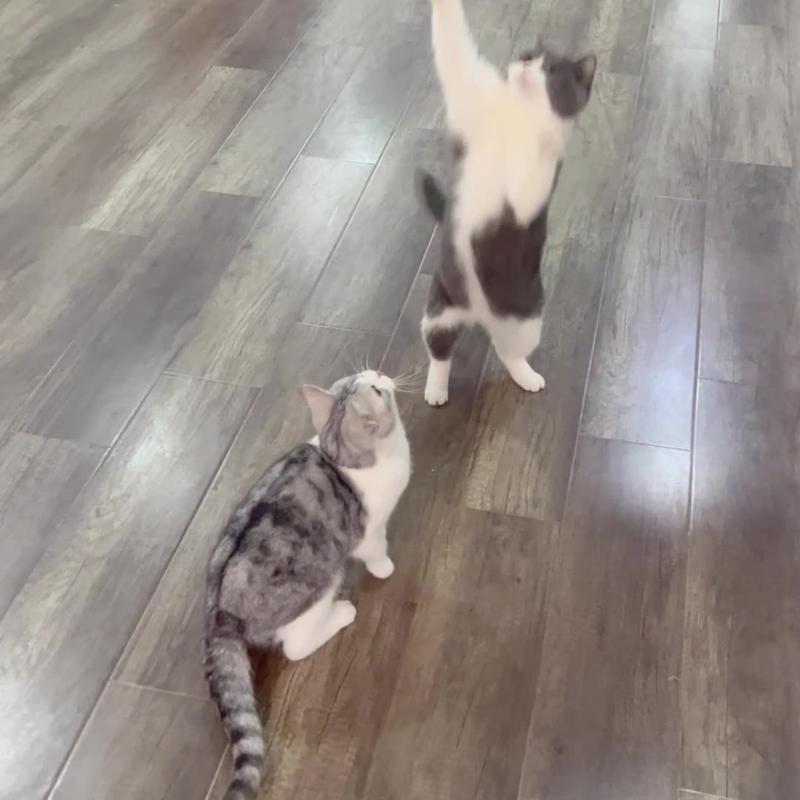 Cute Bird Design Cat Teaser Toy, SimulationParrot Cat Teaser Toy, Interactive Cat Teaser Toy,Pet Supplies Catbirdtoy Catnip