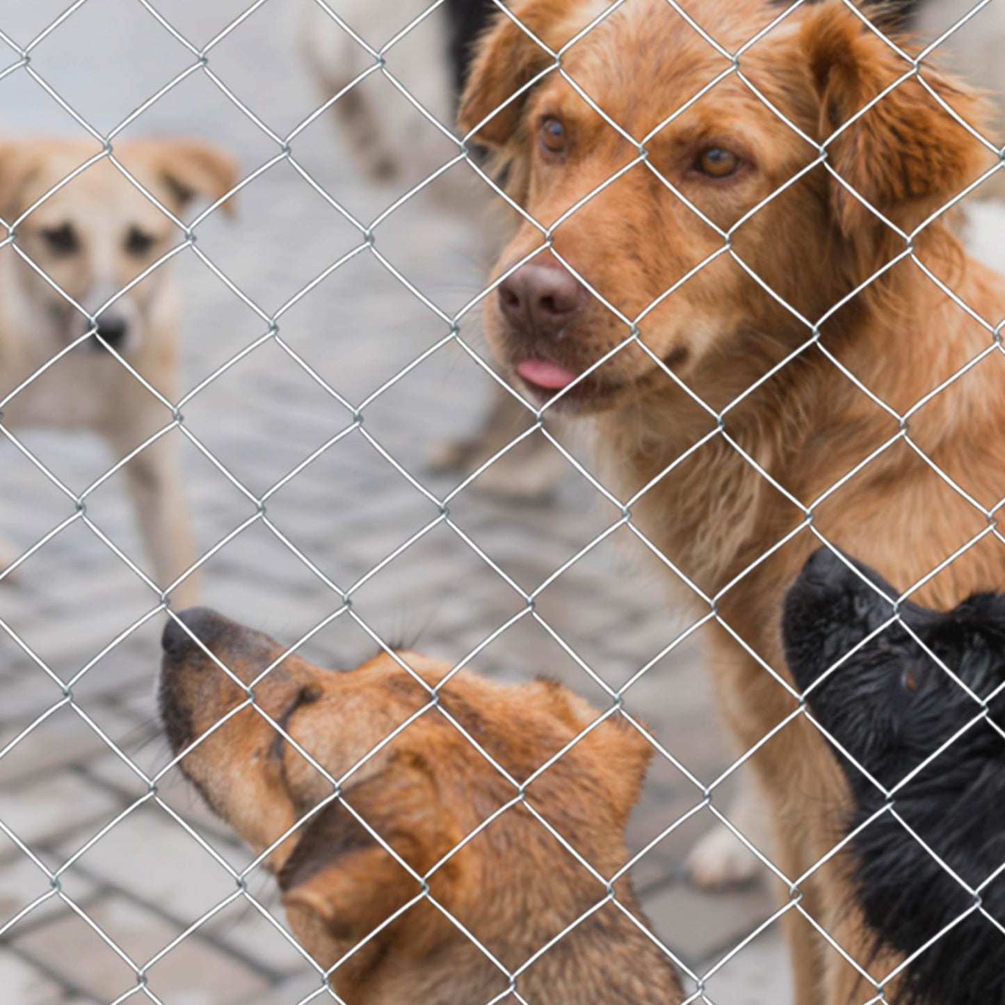 Farm Fence Heavy Zinc Coating Cattle Fence,Field Wire Fencing Deer Fence,Goat Fence,Hog Wire Fencing For Yard Livestock & Animals Protection