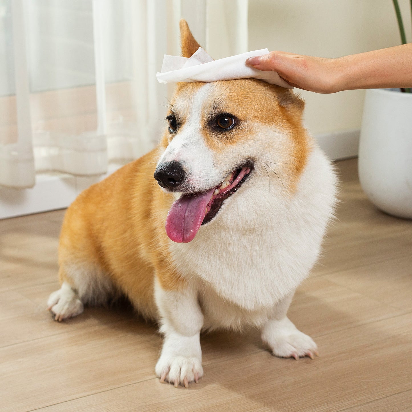 PETMARVEL Silver Ion Antibacterial Dog Cat Wipes Unscented, Hypoallergenic For Paws Butt Face & Ear